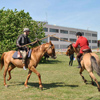 Equitation médiévale